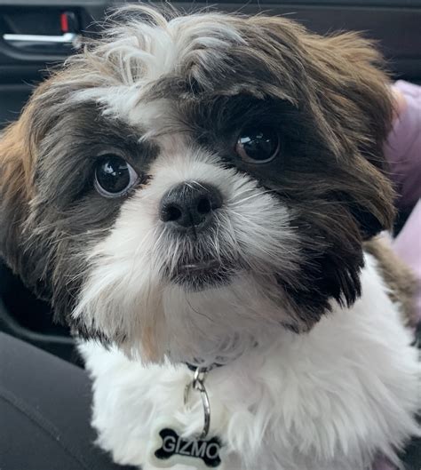 tzuyu's|shih tzu's for sale.